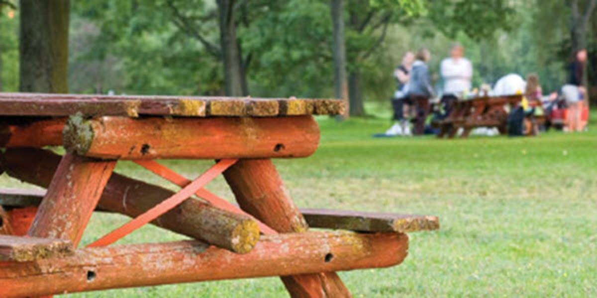 Wild About Family: Bethany Family Picnic 2019 thumbnail